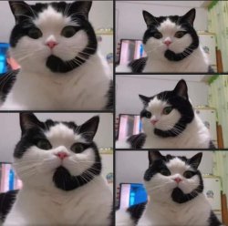 XALL CENTER CAT 5 PANEL Meme Template
