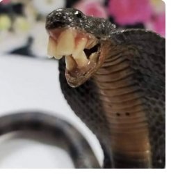British Snake Meme Template