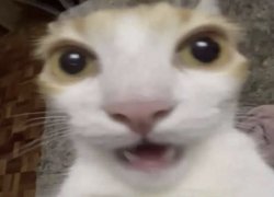 Shocked Gato Meme Template