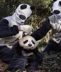 Panda in danger Meme Template