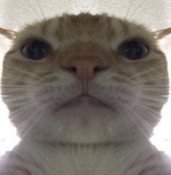 Cat staring at camera Meme Template