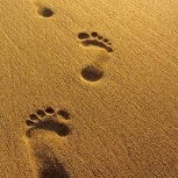 Footprints in Sand Meme Template