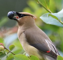 Bird eating fruit Meme Template