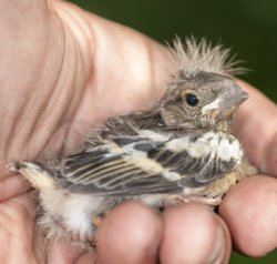 Scraggly bird Meme Template