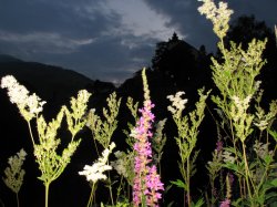 Blumen Feld Burg Nacht Dunkelheit Meme Template