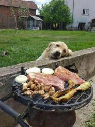 Golden Retriever Dog Staring Longingly at Barbecue Meme Template