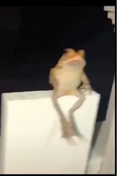 cool frog 1 Meme Template