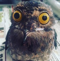 Anxious Potoo Meme Template