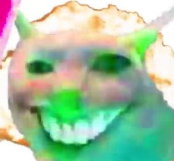 shit cat Meme Template
