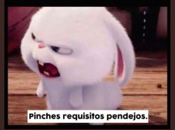 requisitos pendejos Meme Template