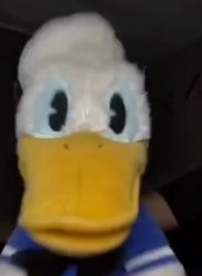 Donald Ducc face forward Meme Template