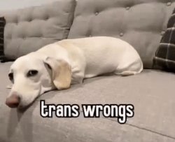 Trans wrongs Meme Template