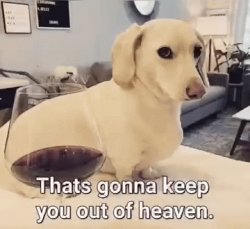 Homophobic dog Meme Template