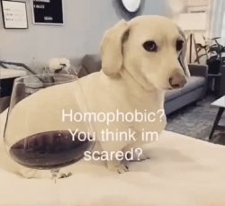 Anti lgbt dog Meme Template