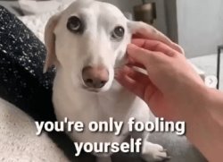 Homophobic dog Meme Template