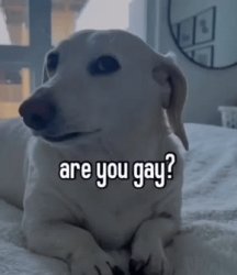 Homophobic dog Meme Template