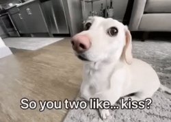 Homophobic dog Meme Template