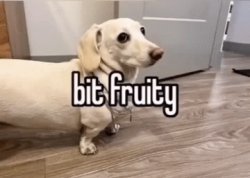 Homophobic dog Meme Template