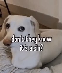 Homophobic dog Meme Template