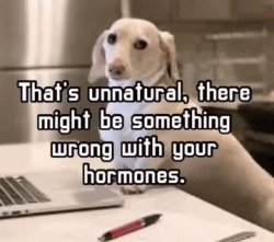 Homophobic dog Meme Template