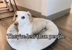 Homophobic dog Meme Template