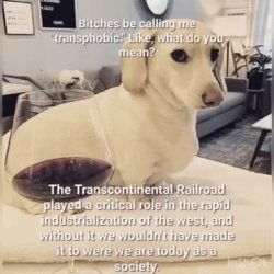 Homophobic dog Meme Template