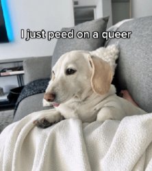 Homophobic dog Meme Template