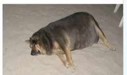 bloated dog Meme Template