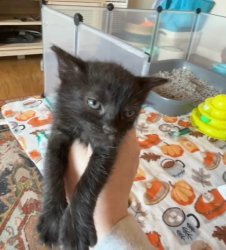 Unimpressed kitten Meme Template