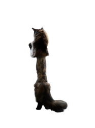 Cat With Middle Part Shaved. Meme Template