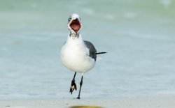 Happy Seagull Meme Template