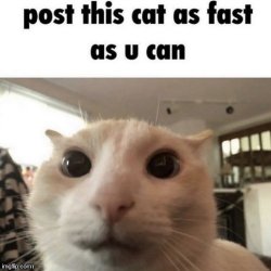 Post this cat as fast as u can Meme Template