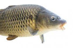 Carp Meme Template