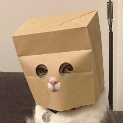 cat bag head Meme Template