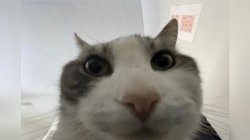 Cat In Your Camera Meme Template