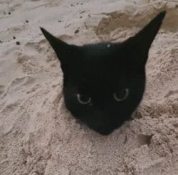 Cat buried in sand Meme Template