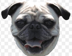 Pug Meme Template