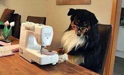 DOG AT SEWING MACHINE Meme Template