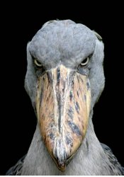 Shoebill Stork Meme Template