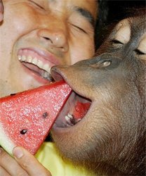 An Asian man feeding watermelon to a monkey. Meme Template