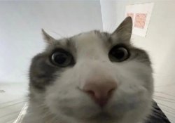 Cat looking inside Meme Template