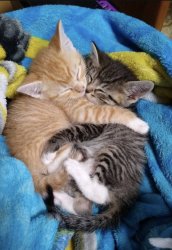 Cute cats cuddling Meme Template
