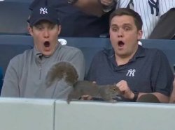 Yankee Fans Freak Out Meme Template