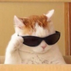 Cat wearing sunglasses Meme Template