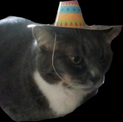 Party cat Meme Template