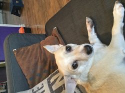 QuantumSpace234’s Dog Meme Template