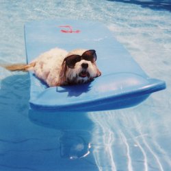Summertime Dog in the Pool Meme Template