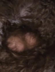 Funny dog Meme Template