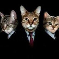 cats in black suits Meme Template