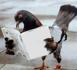 Pigeon Book Meme Template
